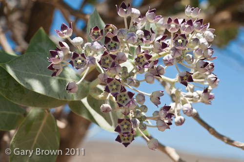 Calotropis procera