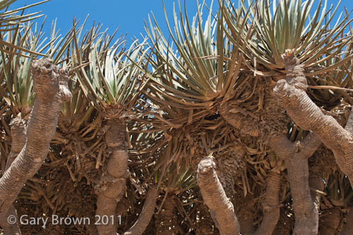 Dracaena serrulata