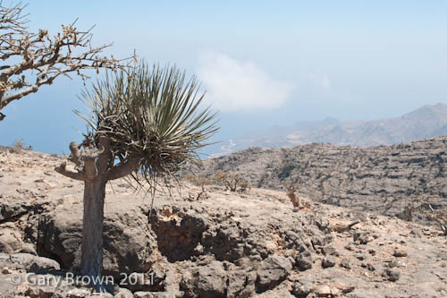 Dracaena serrulata