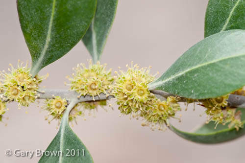 Sideroxylon mascatense