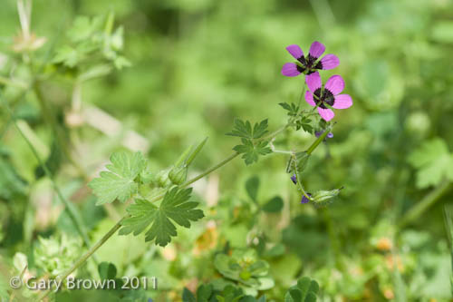 Geranium mascatense