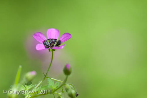 Geranium mascatense