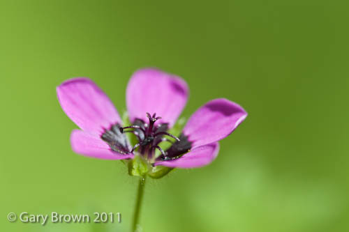 Geranium mascatense