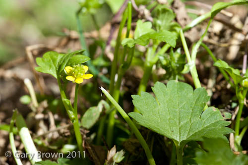 Ranunculus muricatus