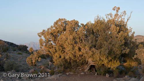 Juniperus excelsa