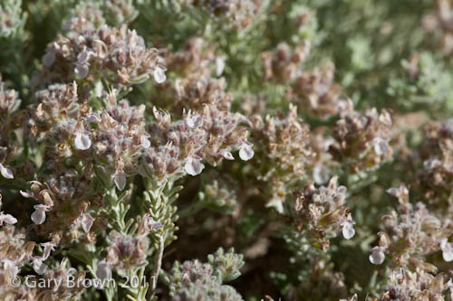 Teucrium mascatense