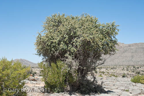 Sideroxylon mascatense