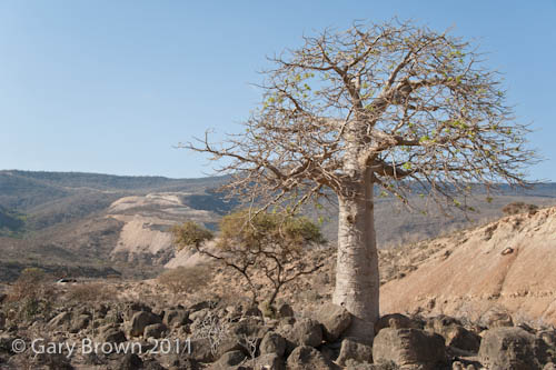 Adansonia digitata