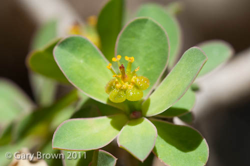 Euphorbia balsamifera