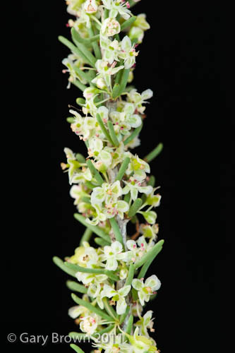 Pteropyrum scoparium