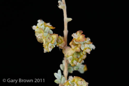 Salsola rubescens