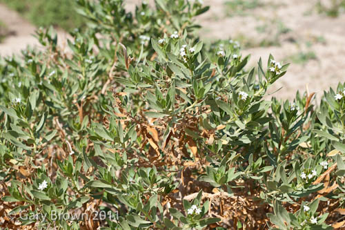 Rhazya stricta