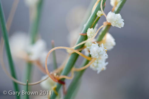 Cuscuta planiflora
