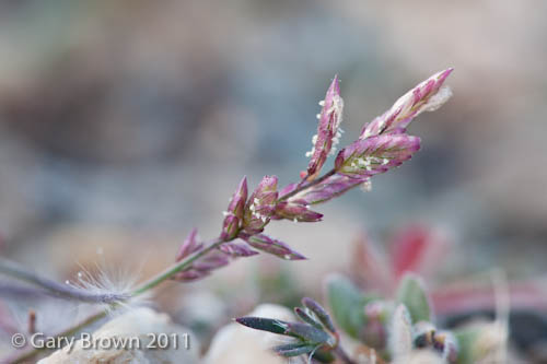Eragrostis cilianensis