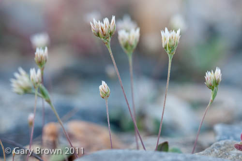Polycarpaea spicata