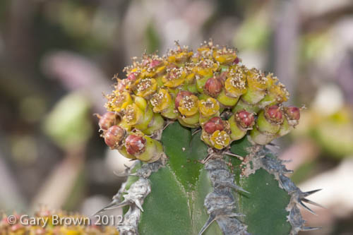 Euphorbia cactus