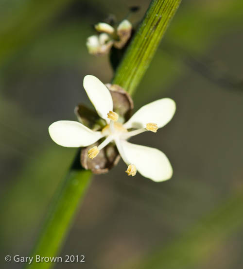 Dhofaria macleishii