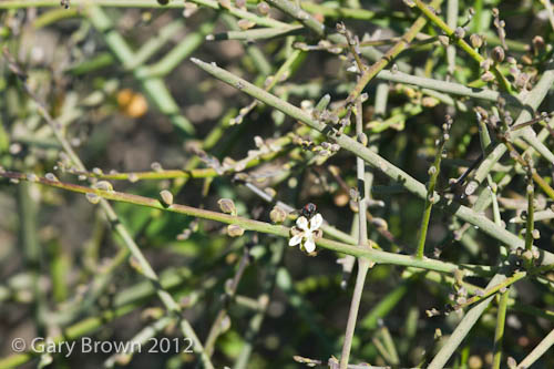 Dhofaria macleishii