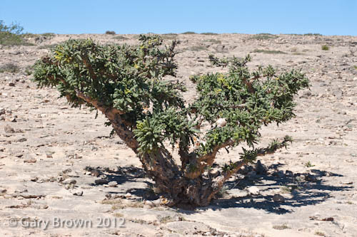 Boswellia sacra
