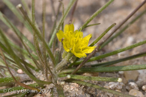 Koelpinia linearis