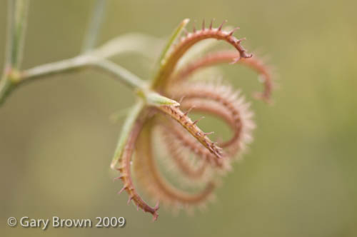 Koelpinia linearis