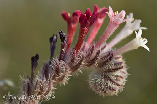 Moltkiopsis ciliata