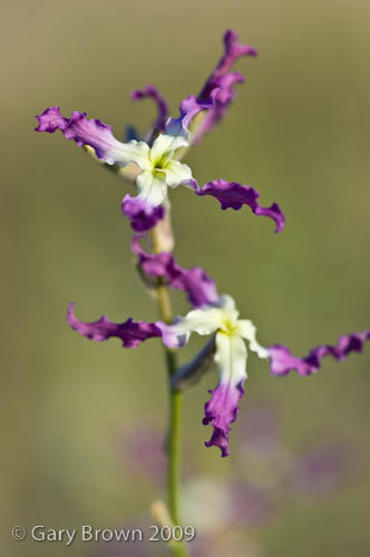 Matthiola longipetala