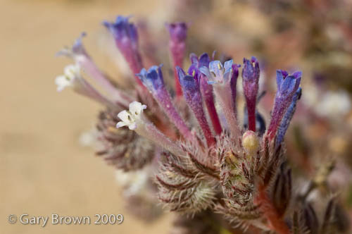 moltkiopsis ciliata