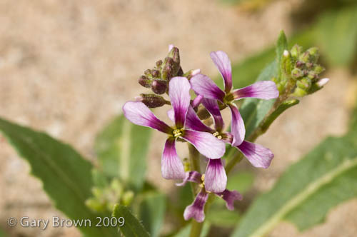 Malcolmia grandiflora