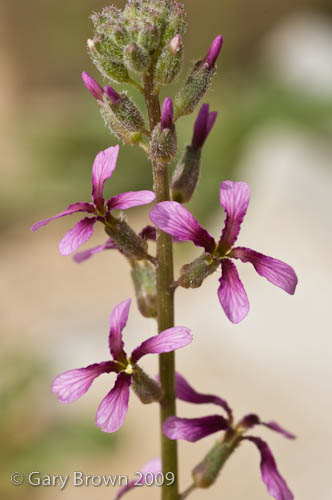 Malcolmia grandiflora