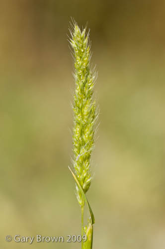 Rostraria pumila