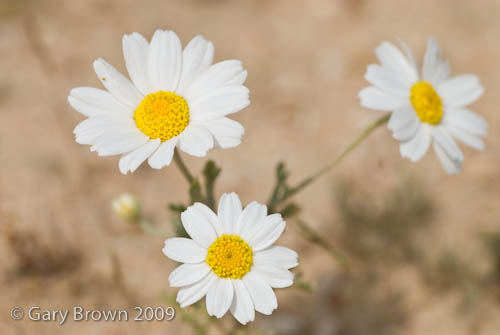 Anthemis deserti