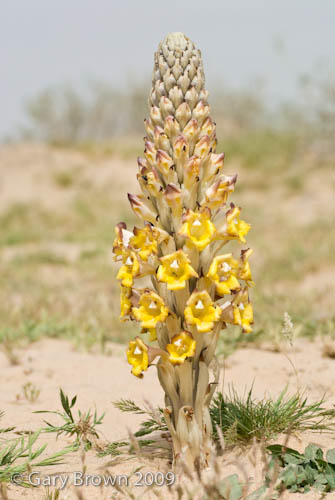 Cistanche tubulosa