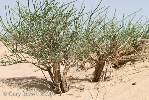 Haloxylon salicornicum