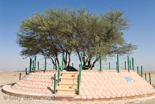 Acacia pachyceras