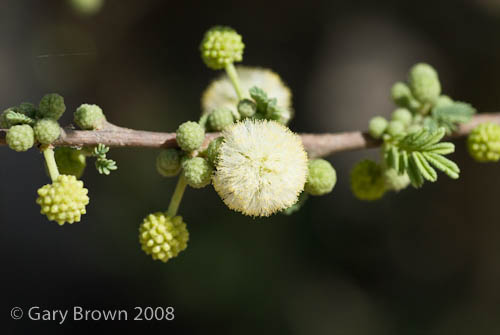 Acacia pachyceras