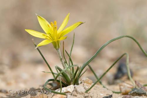 Gagea reticulata
