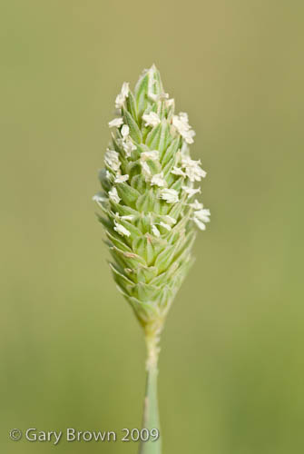 Phalaris minor