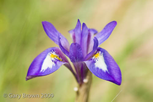 ynandriris sisyrinchium