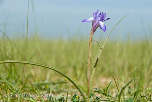 Gynandriris sisyrinchium