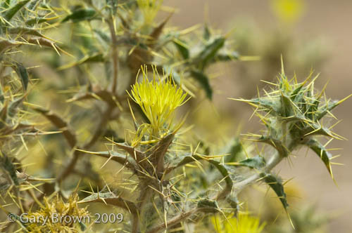 Carthamus oxyacantha