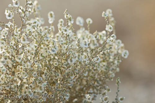 Salsola imbricata