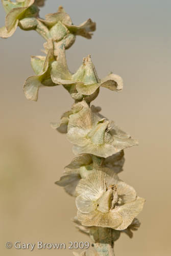 Halothamnus iraqensis