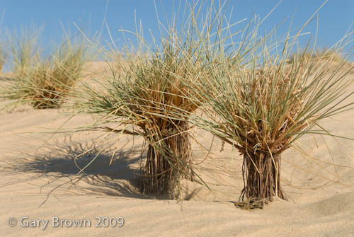 Cyperus conglomeratus