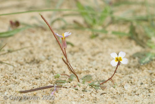 Malcolmia grandiflora
