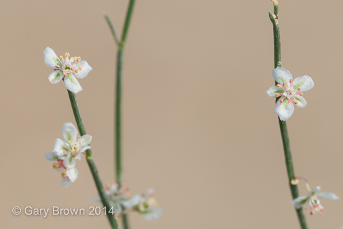 Calligonum comosum