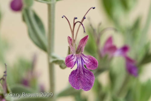 Teucrium oliverianum