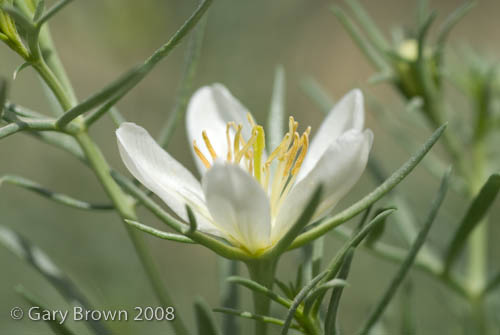 Peganum harmala