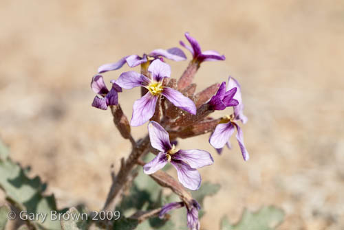 Horwoodia dicksoniae