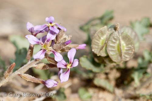 Horwoodia dicksoniae